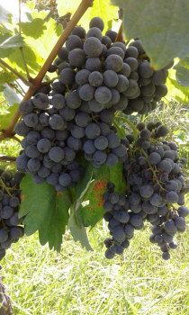 Preview: SAPERAVI, QVEVRI. Rotwein trocken